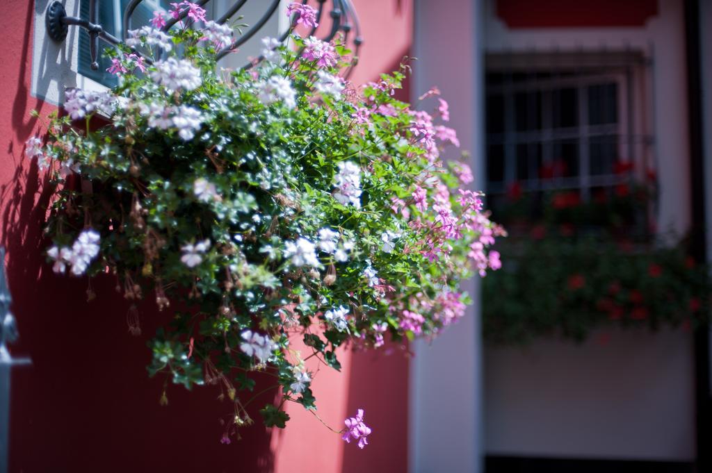 B&B Il Pettirosso Malonno Extérieur photo